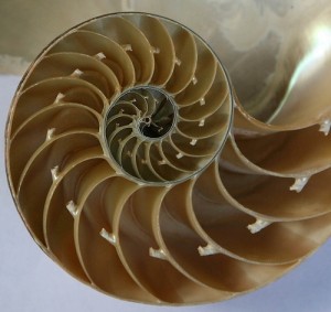 fibonacci i natura 